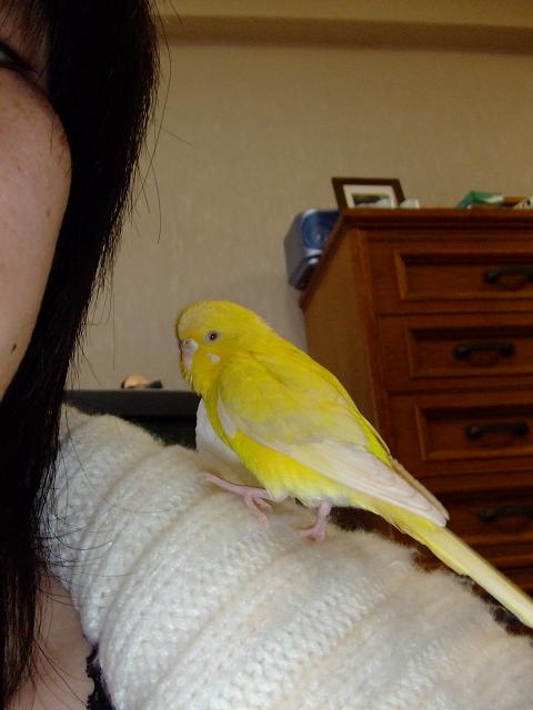 肩の上