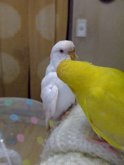 ちらっ