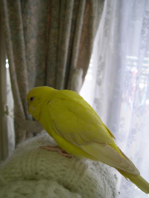 朝日