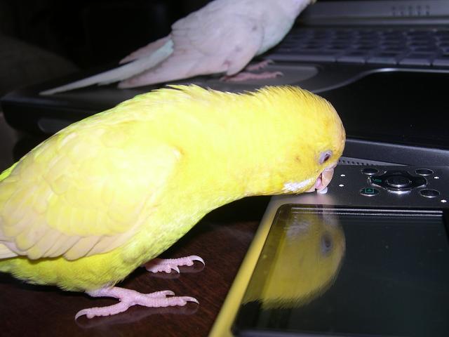デジカメ
