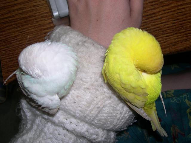 まん丸