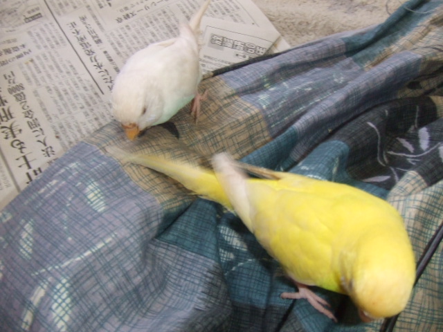 おっかけっこ
